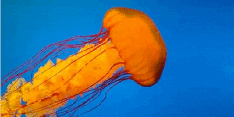 Image fragmentation jellyfish 1 768x384